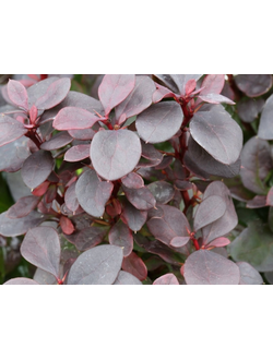 Барбарис Тунберга Chocolate Summer