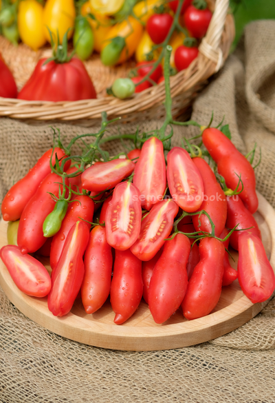 Томат Butalina di Castellamonte  (Бутылочный из Кастелламонте), 10 шт