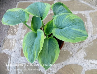 Токудама Флавоцирциналис-купить хосту почтой от Анны из Анны