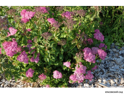 Спирея Криспа - Crispa