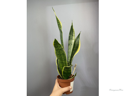 Сансевиерия