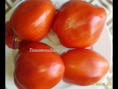 Томат Польская слива тети Сварло (Aunt Swarlo's Polish Plum)