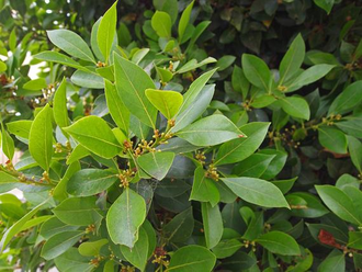 Лавр (Laurus nobilis) Абхазия, молодые листья (5 мл) - 100% натуральное эфирное масло