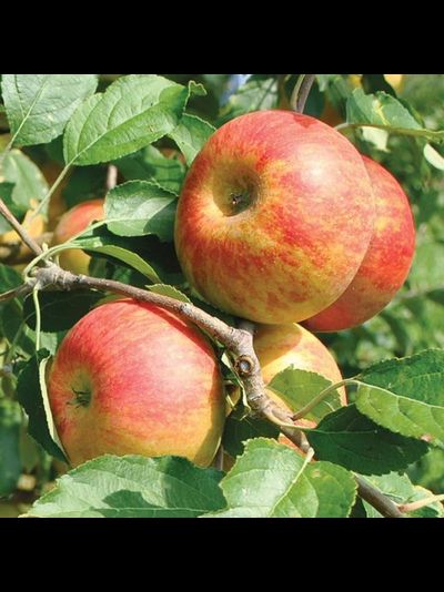 Бен Девис (яблоня)