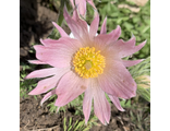 Pulsatilla  Папагено нежно-розовый