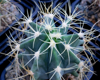 Ferocactus glaucescens (D=55-60mm)
