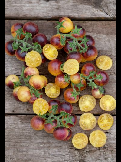 Томат Гном 1999, 10 шт