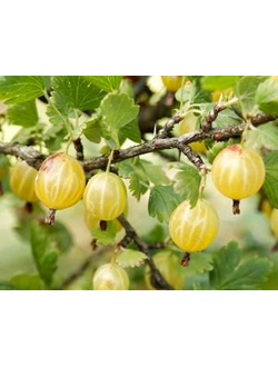 Крыжовник Медовый