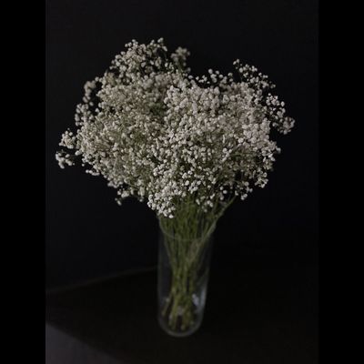 Гипсофила белая 9 шт