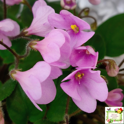 Flashy Trail (H.Pittman) TX Hyb трейлер