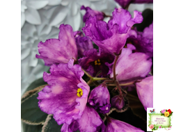 Nik-Кони в Яблоко  (Н. Булко) 2022 г. (пестролистный лонг)