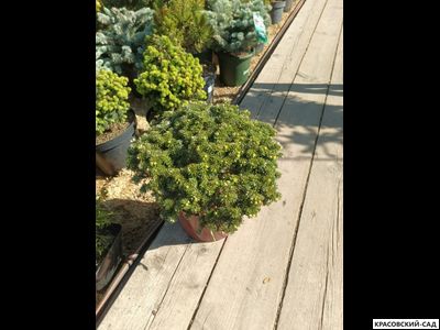 Пихта Бриллиант - Abies koreana Brillant