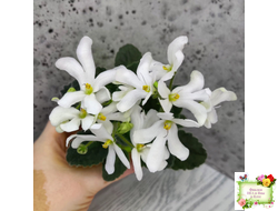 Lunar Lily white (селекционер неизвестен) (лист укоренённый)