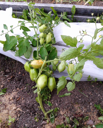 Семена томата Маргарет