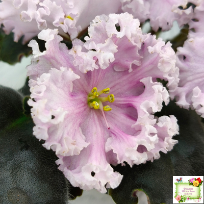 ВаТ-Любимая Внучка (Т.Валькова) 2016 г.