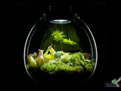 Биобутылка Biolark LED PD 170 (175мм х 195мм)