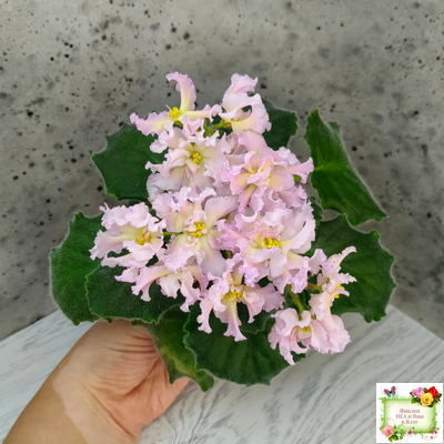 РМ-Солнечное Конфетти (Н. Скорнякова) 2022 г.