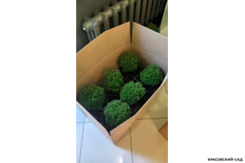 Туя Тини Тим Tiny Tim фото в коробке - красовский-сад.рф