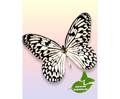 Идея левконоя 12-15 см