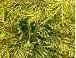 Можжевельник средний King of Spring, C2