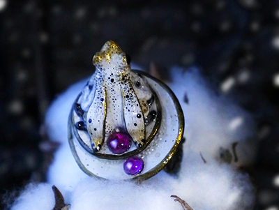 Кольцо с лягушкой "Двойняшка Кваквази", реплика Дневного Светлячка