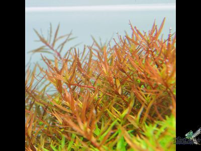 Ротала HRA (меристемная)