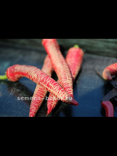 Перец острый Чили Слон (Elephant pepper)