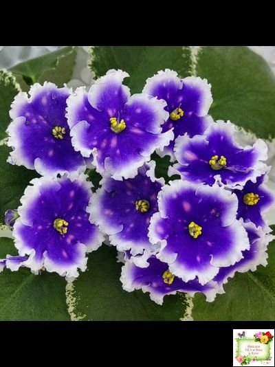 МТ-Магический Фонарик (М. Тотиева) 2023 г.