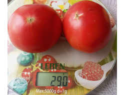 Томат Июнь розовый (June Pink)