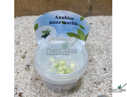 Анубиас Нана Марбл (Anubias nana marble) меристемный