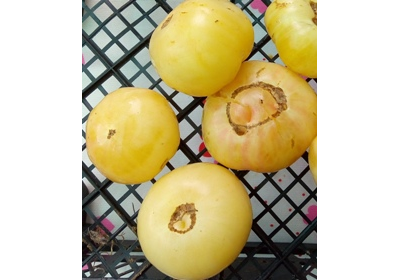 Томат Белый томесол (White Tomasol)