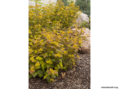 Пузыреплодник калинолистный Эмбер Джубиле купить в красовский-сад.рф по выгодной цене