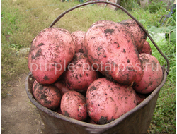 Сорт картофеля Ред Скарлетт