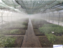 Подвес белый с микродождевателем / фоггером (6мм Н), с клапаном "антикапля", 50 см (зеленый) 26,0 л/ч