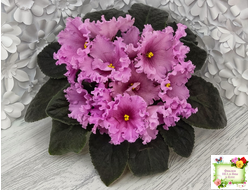 НК-Фанфан Тюльпан (Н.Козак) 2018 г. (лонг листва)