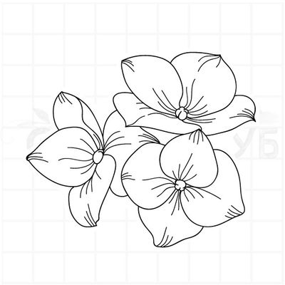 штамп цветы гортензии