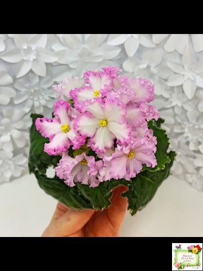 Nik-Обыкновенная Богиня (Н. Булко) 2023 г.