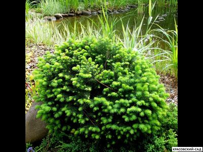 Ель Карел - Karel