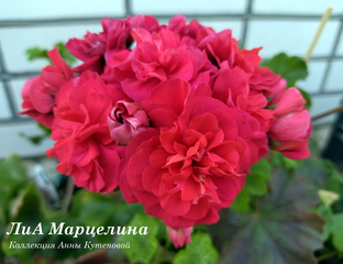 ЛиА Марцелина-Купить Пеларгонии Почтой от Анны из Анны