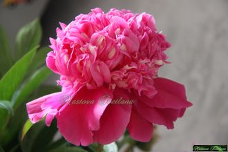 Paeonia Spiffy
