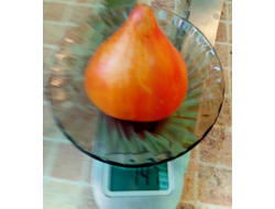 Томат Оранжевый слон минусинский