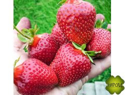 КЛУБНИКА "ЭЛИАННИ" (РАННЯЯ, НЕПРИХОТЛИВАЯ, УРОЖАЙНАЯ)