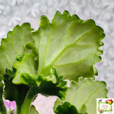 LV-Крапивка (Л. Шевелева) 2024 г. (лист посажен 01.11.25)