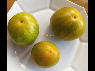 Томат Ярсон 18-3, Jarson 18/3