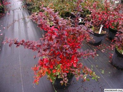 Барбарис Тунберга Ред Рокет фото в саду красовский-сад.рф