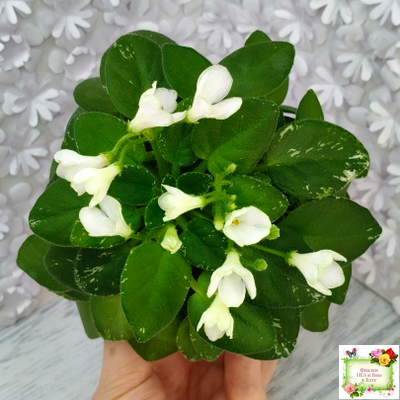 Н-Каламбур (Н. Бердикова) 2016 трейлер