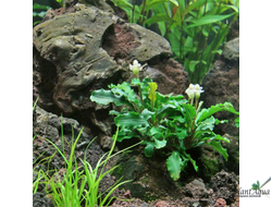 Буцефаландра Green wavy (горшок)