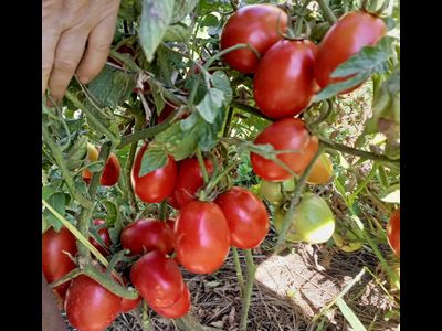 Томат Рио гранде