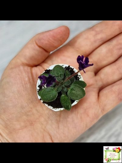 Hunter's Black Talon (K. Muzalewski)