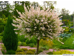 Ива Хакура-Нишики - Hakuro Nishiki